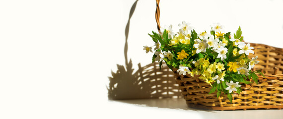 wiosenne kwiaty w koszyku, zawilec  - obrazy, fototapety, plakaty