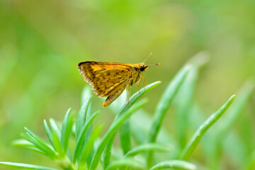 Yellow butterfly on green grass in garden.