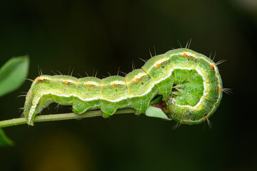 Moth caterpillar of the family Noctuidae