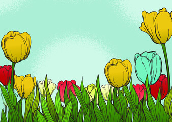 Bright blue, red and yellow tulip flowers on green background.
