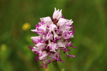 orchis simia blanche et pourpre en gros plan ou orchis singe