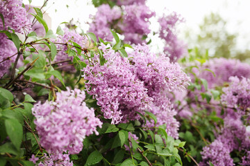 Bright blooms of spring lilacs bush. Spring 