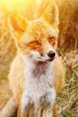 Fox in nature. A close-up photo of a Fox