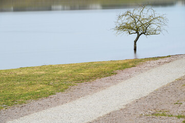 Spring flood in Kaunas, confluence of the Nemunas and the Neris ND1000 Flooded park, trees, city...