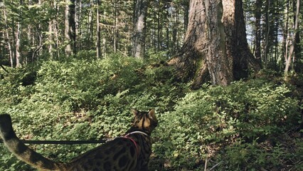 One cat in a city park. Bengal wildcat walk on the forest in collar. Asian Jungle Cat or Swamp or Reed. Domesticated leopard cat hiding, hunting and playing in grass. Domestic cat in outdoor nature.
