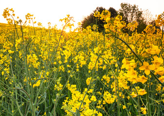 Field of rapeseed in spring