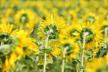 Field of sunflowers on sunny summer day. Flower close-up in the foreground.  
