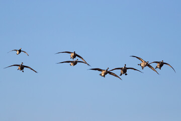 Kanadagänse im Flug