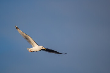 Eine Silbermöwe im Flug