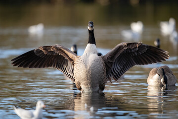 Eine Kanadagans beim Flügelschlagen
