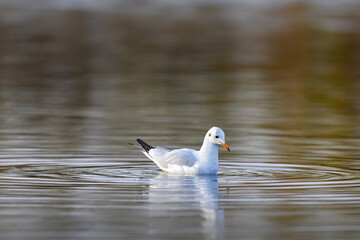 Eine Lachmöwe auf einem Gewässer
