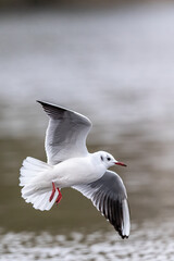 Eine Lachmöwe im Flug über einem See
