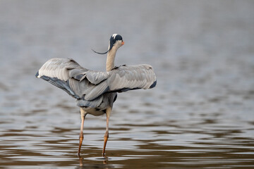 Ein Graureiher beim Start