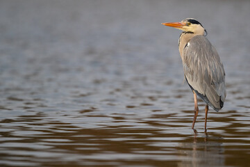 Ein Graureiher steht in einem Gewässer