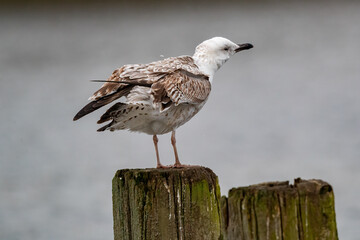 Eine Steppenmöwe schüttelt ihr Gefieder