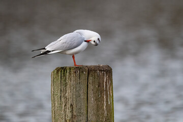 Eine Lachmöwe bei der Gefiederpflege