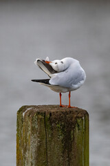 Eine Lachmöwe bei der Gefiederpflege