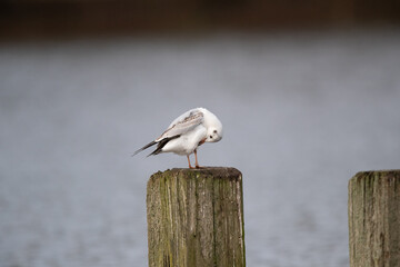 Eine Lachmöwe bei der Gefiederpflege