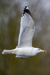 Eine Silbermöwe im Flug