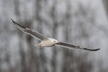 Eine Silberm&ouml;we im Flug