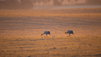 Ein Kranichpaar sucht nach Futter im Morgenlicht