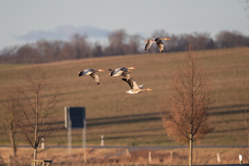Graugänse fliegen über einem Feld
