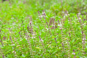 Flowers of Sweet Basil or Thai basil