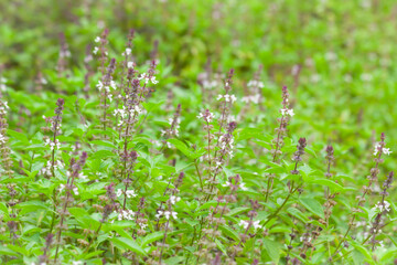 Flowers of Sweet Basil or Thai basil