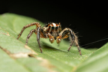Extreme macro shot of Jumping spider on leave background. Jumping spider is very small but have big eyes. Selective focus and free space for text.
