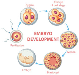 Human embryonic development in human infographic - obrazy, fototapety, plakaty