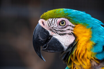 blue and yellow macaw