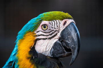 blue and yellow macaw