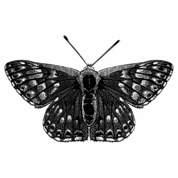 butterfly hand drawing vector illustration isolated on white background.