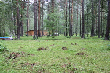 nature