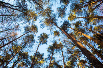 Beautiful trees against the sky in a forest in Germany.