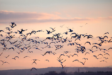 Birds flying in the sky. Sunset sky background.