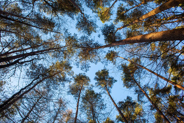 Beautiful trees against the sky in a forest in Germany.
