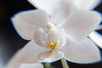 white orchid flower macro