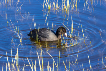 Coot in a lake at springtime
