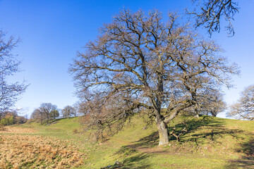 Leafless oak tree in a hilly meadow landscape