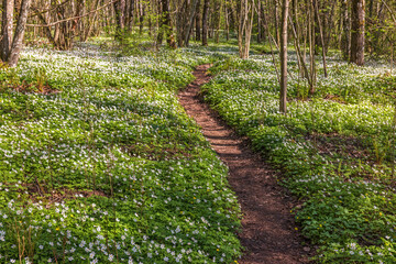 Path in a woodland with flowering Wood anemones