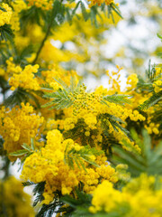 Flowering mimosa tree outdoor. Yellow mimosa blooms background - obrazy, fototapety, plakaty