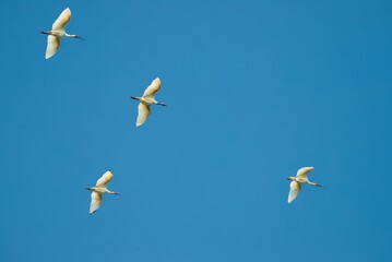 A flock of Ibis AKA Threskiornithinae flying against the wind flow at Alappuzha, Kerala