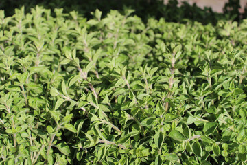 Oregano m Garten