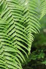 fern leaf in the forest