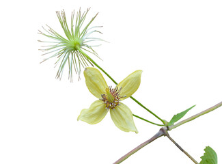 Flower of clematis (Clematis serratifolia)