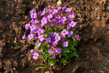 Griechisches Blaukissen (Aubrieta deltoidea)