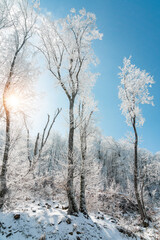 Fototapeta na wymiar Frozen bare trees against the blue sky