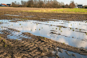 Dutch field with tire tracks and puddles of water. Much rain has fallen and the soil is saturated...