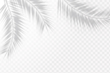 Realistic shadow of tropical leaves or branches on transparent checkered background. The effect of overlaying shadows. Natural light layout.